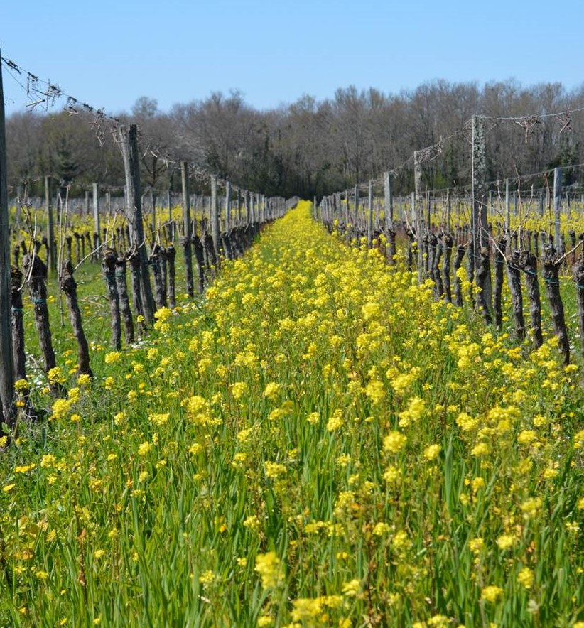 Photo 1. Essai engrais vert à base de moutarde conduit par la chambre d’Agriculture de Gironde. L’idée en phytoextraction est de semer dans l’inter-rang des plantes ayant un fort potentiel d’extraction de Cu.